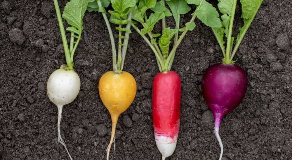 Health benefits of eating radish at night