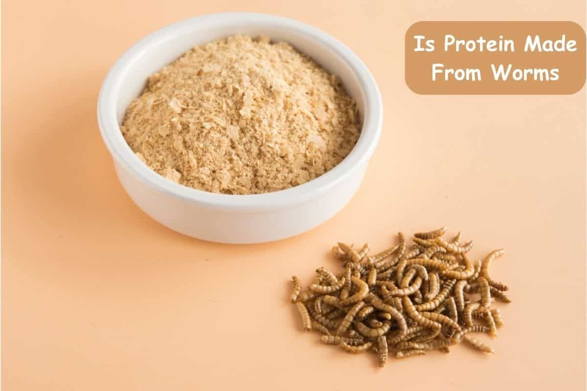 Is Protein Made From Worms