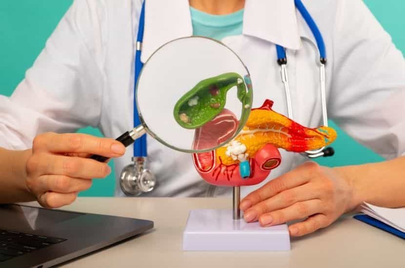 Role of the Gallbladder in our body