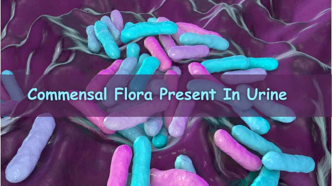 Commensal Flora Present In Urine