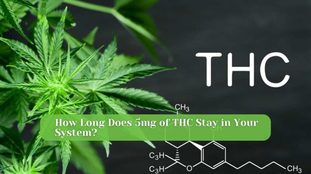 How Long Does 5mg of THC Stay in Your System