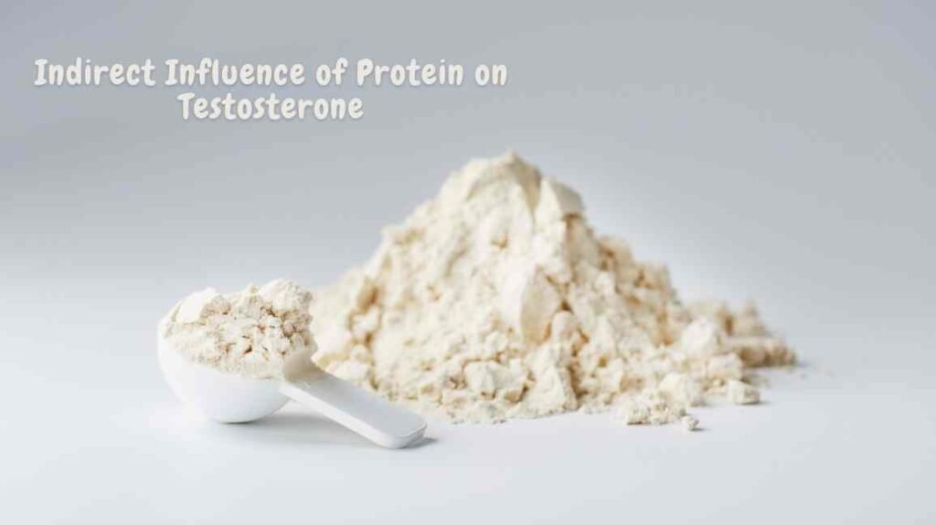 Indirect Influence of Protein on Testosterone 